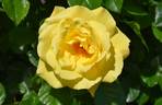 Lancelot rose photo