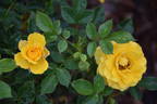 BAR 6185 rose photo