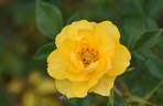 BAR 6185 rose photo
