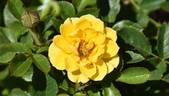 BAR 6185 rose photo