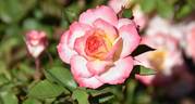 WALjill rose photo