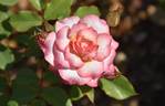 WALjill rose photo