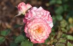 WALjill rose photo