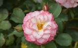 WALjill rose photo