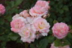 WALjill rose photo