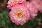 WALjill rose photo