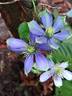 Fuji-musume clematis photo