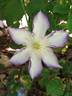 Lucky Charm clematis photo