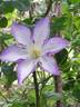 Lucky Charm clematis photo