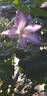 Lucky Charm clematis photo