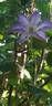 Lucky Charm clematis photo