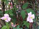 C. montana 'Mayleen' clematis photo