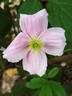 C. montana 'Mayleen' clematis photo