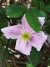 C. montana 'Mayleen' clematis photo