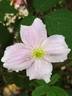C. montana 'Mayleen' clematis photo