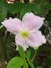 C. montana 'Mayleen' clematis photo