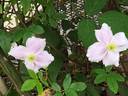 C. montana 'Mayleen' clematis photo