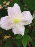 C. montana 'Mayleen' clematis photo