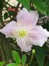 C. montana 'Mayleen' clematis photo