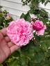 Bishop's Castle rose photo