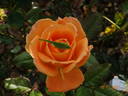 Flora Danica rose photo