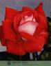 Grand Gala ® rose photo