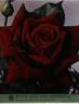 Rouge Meilland rose photo