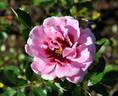 Princess Babylon rose photo