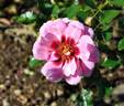Princess Babylon rose photo
