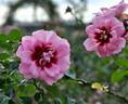 Princess Babylon rose photo