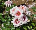 Princess Babylon rose photo