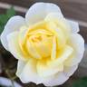 Yantai rose photo