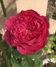 Accademia rose photo