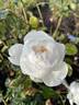 Summer Memories rose photo