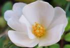 Medeo rose photo