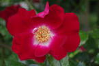 Dortmund rose photo