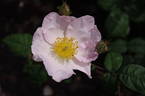 <i>Rosa</i> X <i>richardii</i> rose photo