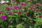 Hansa (Rugosa, Schaum rose photo