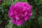 Hansa (Rugosa, Schaum rose photo