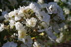 Seagull rose photo