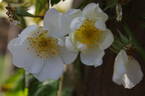 Seagull rose photo