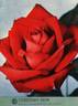 Christian Dior rose photo