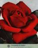Champs-Elysées ® rose photo
