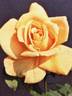 Beauté rose photo