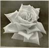 British Queen rose photo