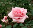 Carinella rose photo