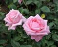 Carinella rose photo