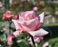 Carinella rose photo