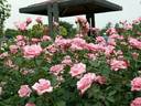 Carinella rose photo
