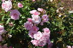 Aussie Magic rose photo